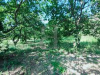 Building plot Vaison-la-Romaine #015845 Boschi Real Estate