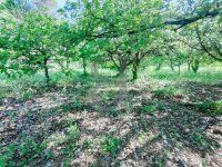 Terrain Vaison-la-Romaine #015845 Boschi Immobilier