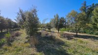 Farmhouse and stonebuilt house Taulignan #015864 Boschi Real Estate