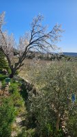 Farmhouse and stonebuilt house Taulignan #015864 Boschi Real Estate