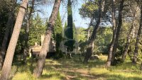 Farmhouse and stonebuilt house Saint-Rémy-de-Provence #016849 Boschi Real Estate