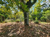 Farmhouse and stonebuilt house Bollène #016931 Boschi Real Estate