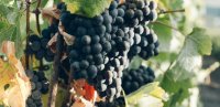 Les vendanges : tradition et terroir