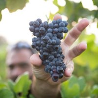 Les vendanges : tradition et terroir