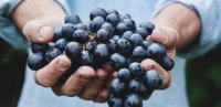 Les vendanges : tradition et terroir