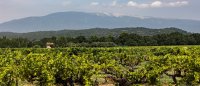 Les vendanges : tradition et terroir