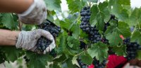 Les vendanges : tradition et terroir